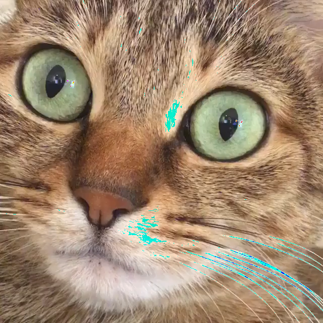 Cat Hiccups - Cat Hiccups Gif (640x640), Png Download