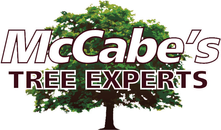 20% Off All Tree Services - Tree (764x437), Png Download