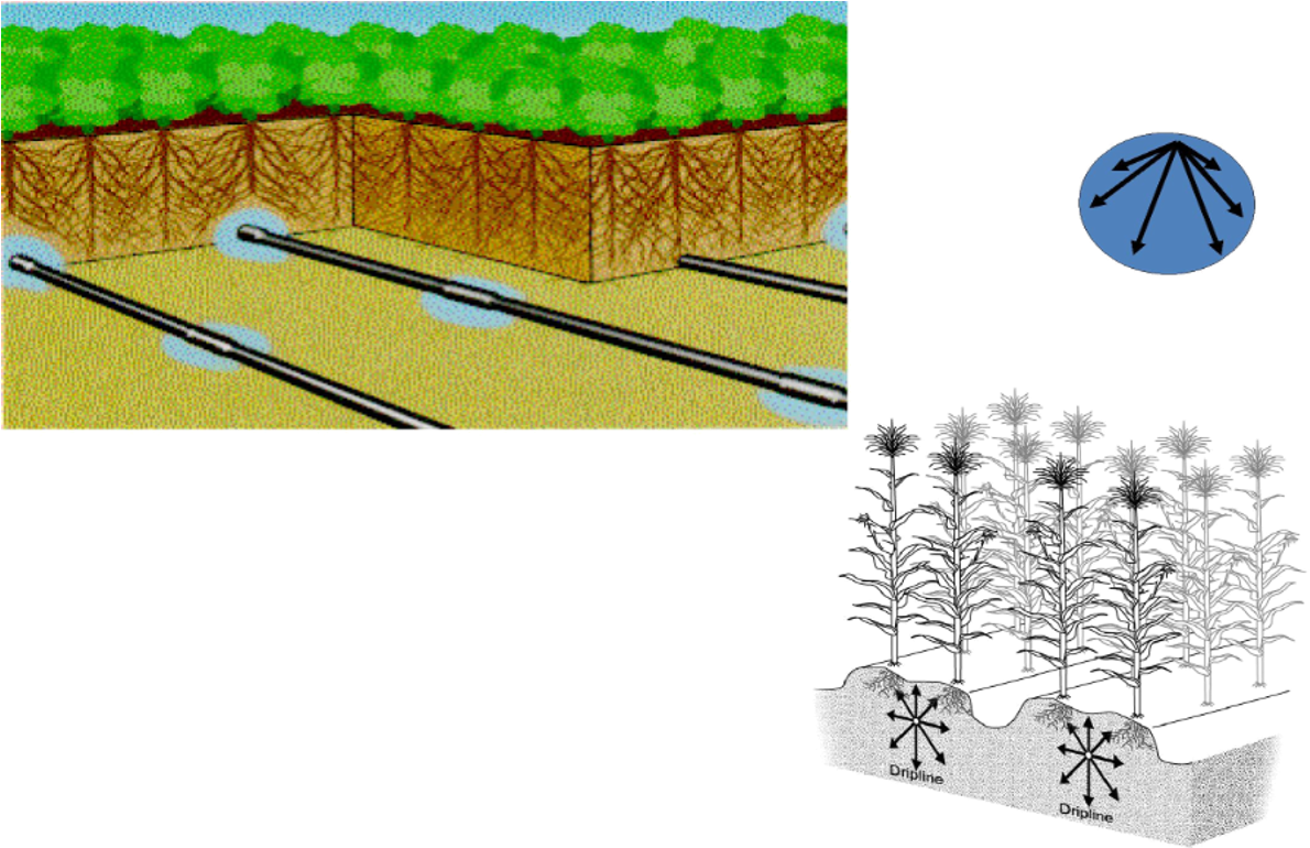 Underground Drip Irrigation Systems - Subsurface Drip Irrigation (1198x769), Png Download