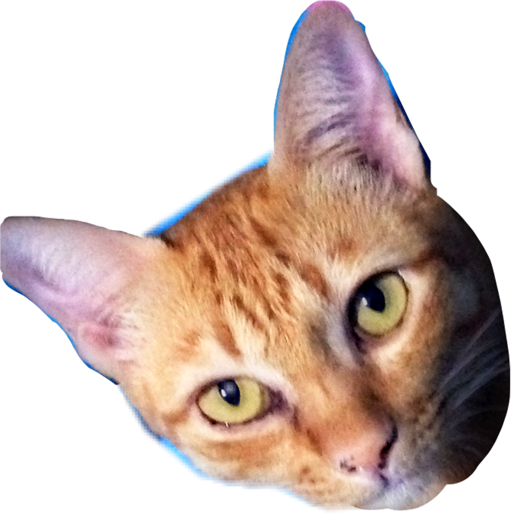 Cat Boredcat Lovelycat Funnycat Funny Freetoedit - Domestic Short-haired Cat (1024x1029), Png Download