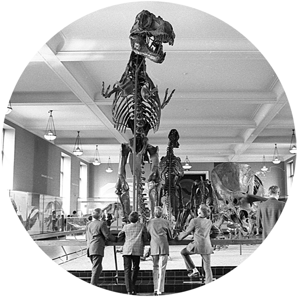 Archival Image Of Visitors Looking Upwards At Standing - Skeleton (600x600), Png Download
