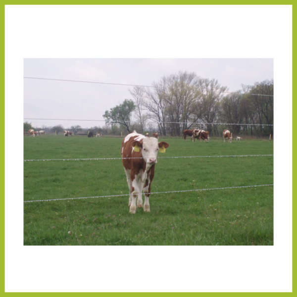 Sum 4 Image - Dairy Cow (600x600), Png Download