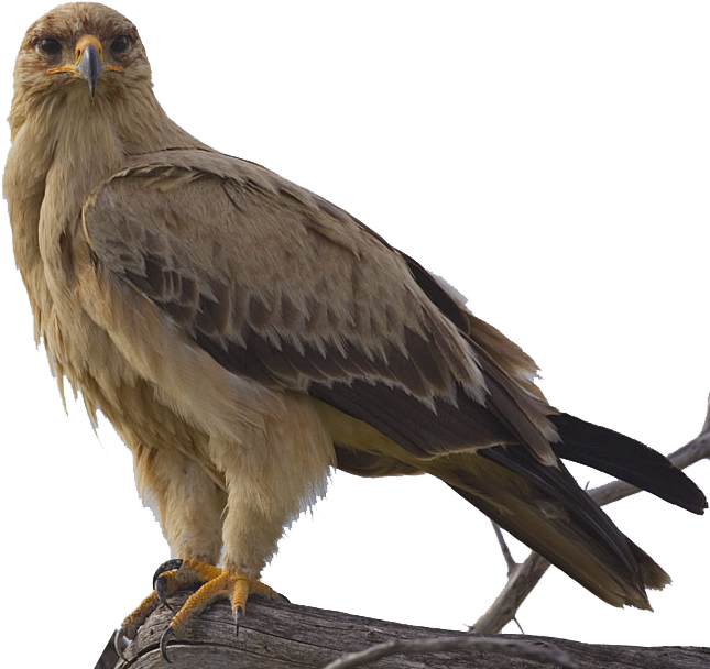 Hawk Eagle Png Images Transparent (661x610), Png Download