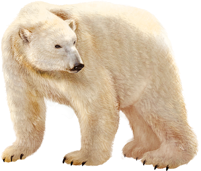 Urso Polar Em Png (856x719), Png Download
