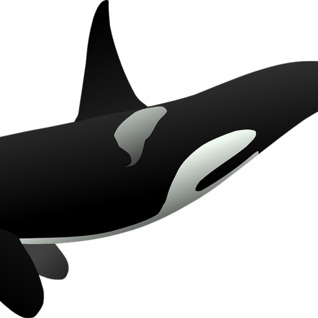 Orca Whale Clipart Orca Whale Clipart Orca Killer Whale - Orca Clipart (1024x1024), Png Download
