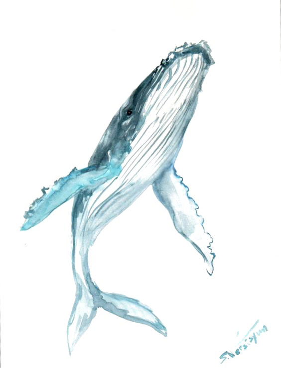 Blue Watercolor Whale Humpback Painting Drawing Clipart - Blue Whale Tattoo Design (564x738), Png Download