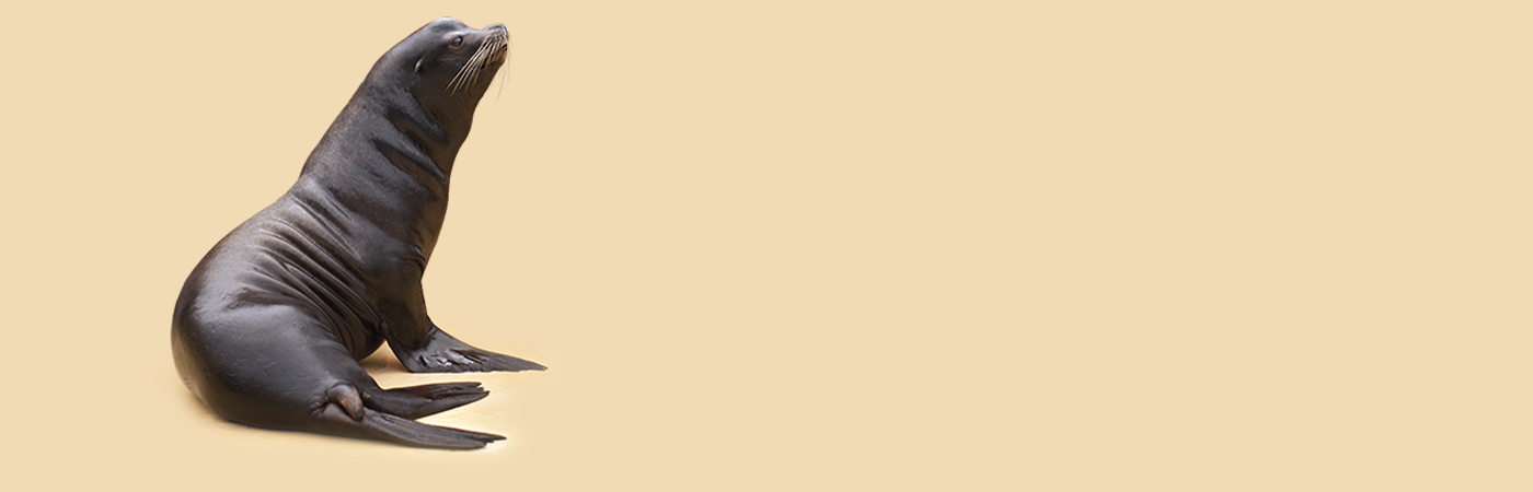 0 - California Sea Lion (1400x450), Png Download