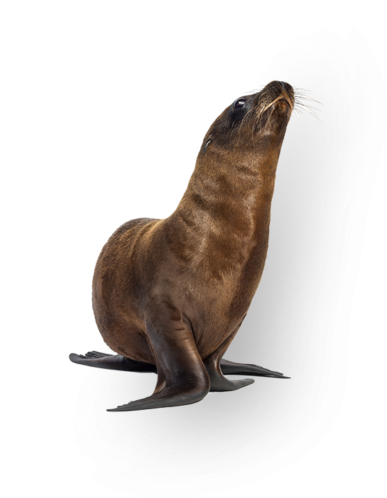 San Diego Vacation Packages - California Sea Lion (909x921), Png Download