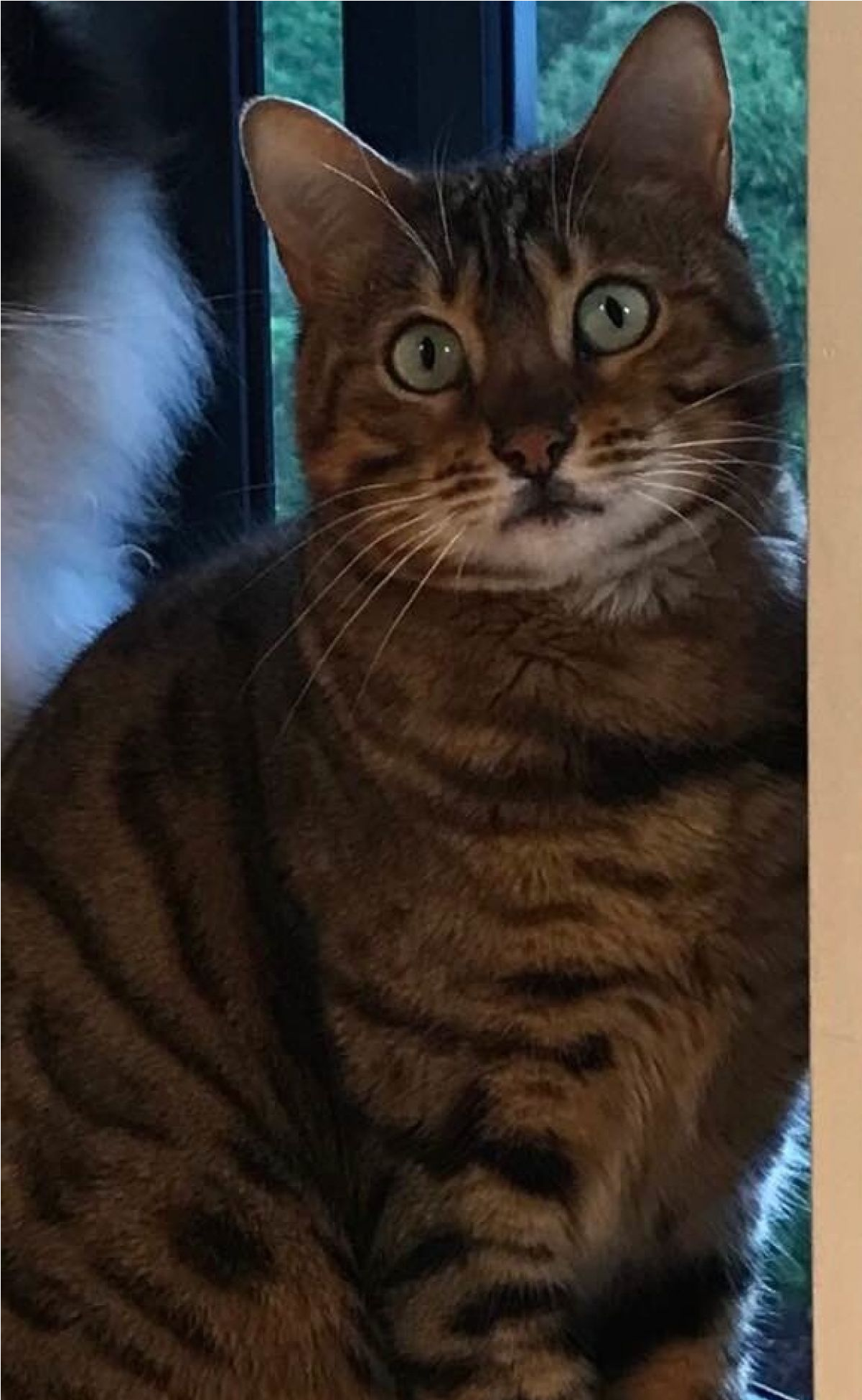 Sightings - Arabian Mau (1950x1950), Png Download