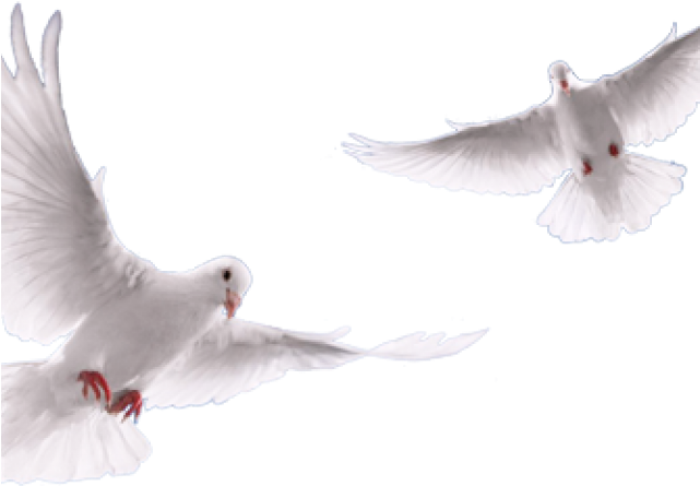 European Herring Gull (640x480), Png Download