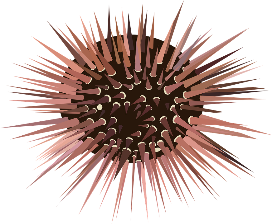 Urchin Echinoderm Spines Sea Animal Ocean Marine - Sea Urchin Clipart (872x720), Png Download