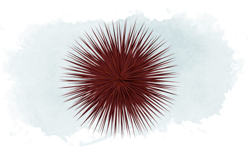 Ball-like, Covered Entirely In Long Spines - Sea Urchin (1096x614), Png Download