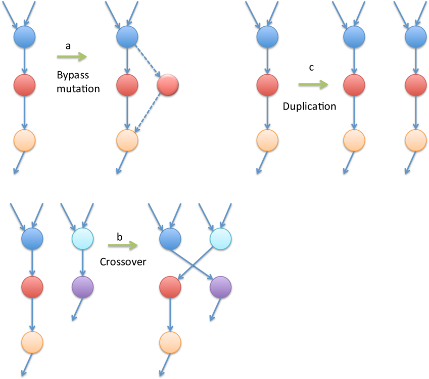 Mutation, Crossover, And Duplication Operators On Behavior - Diagram (850x763), Png Download