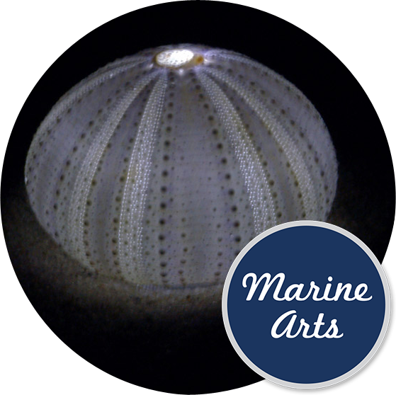 Sea Urchin Lilac - Burger Lounge (559x558), Png Download