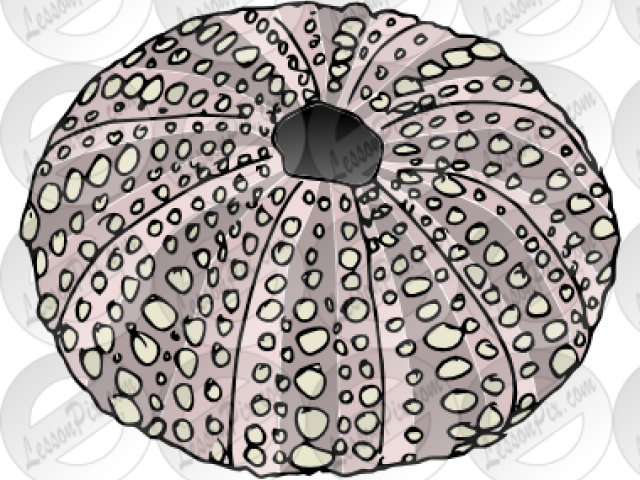 Sea Urchin Clipart Sketch - Circle (640x480), Png Download