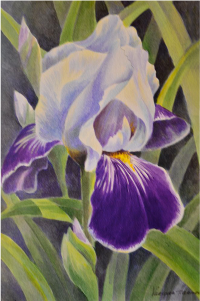 "iris" By Varvara Harmon Harvest Gold Gallery - Orris Root (600x600), Png Download