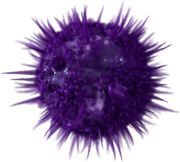 Blob Placeholder - Sea Urchin (799x799), Png Download