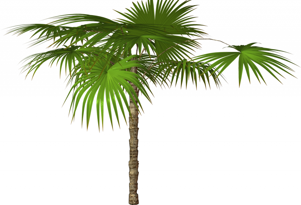 Download Palm Tree Images Free - Palm Trees Png High Resolution (1024x697), Png Download
