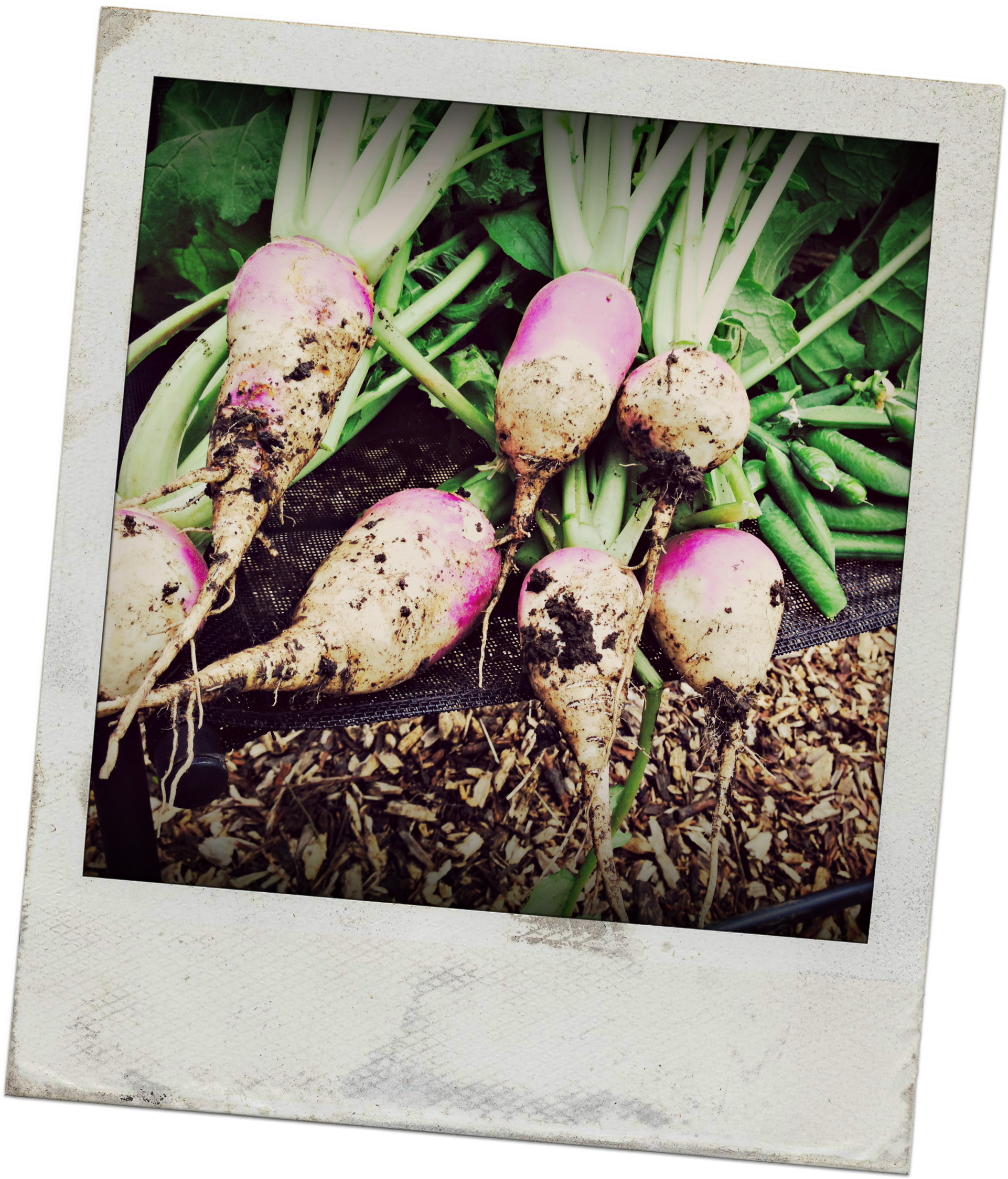 Turnip (1934x2261), Png Download