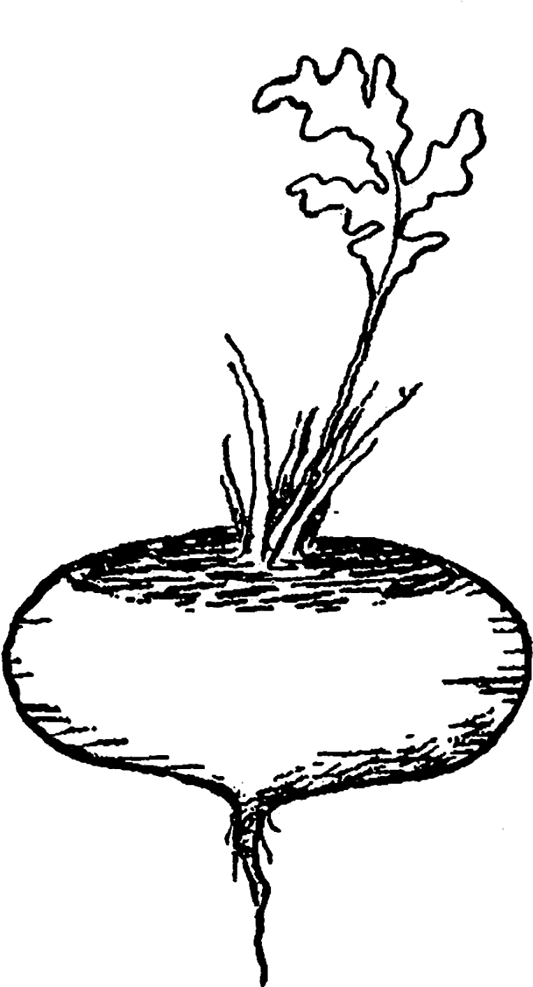 Digital Vegetable Clip Art - Illustration (1092x1600), Png Download