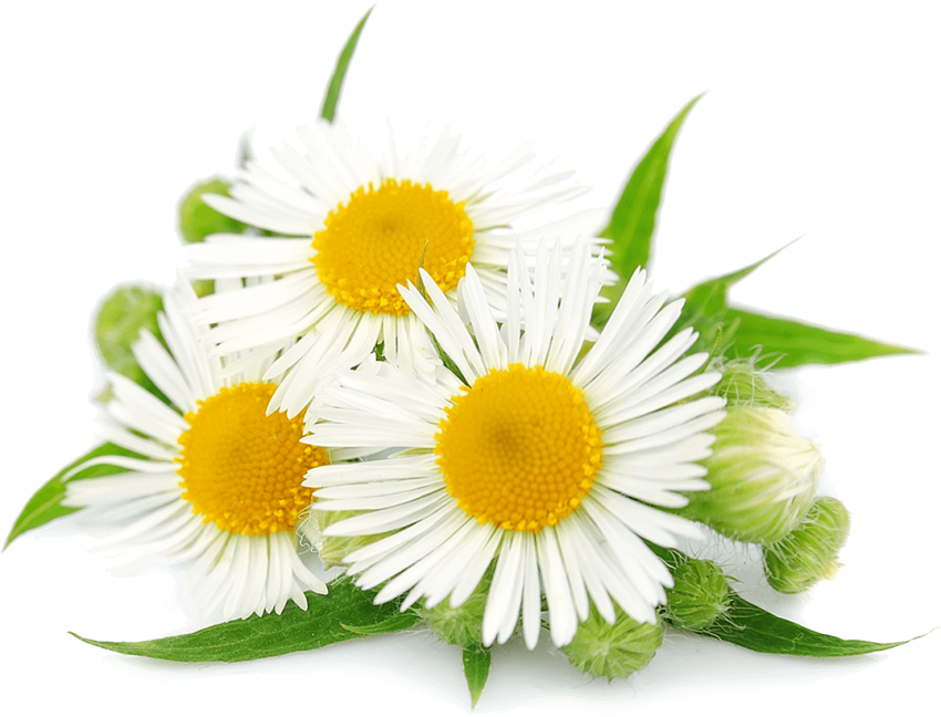 Chamomile Flowers - Hoa Cúc La Mã (800x610), Png Download