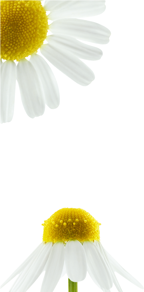 Fibres De Lin Botanique Gauche - Chamomile (720x933), Png Download