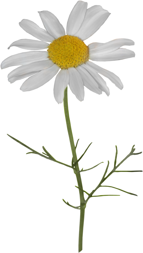 Camomile Png Transparent File - Oxeye Daisy (654x1088), Png Download