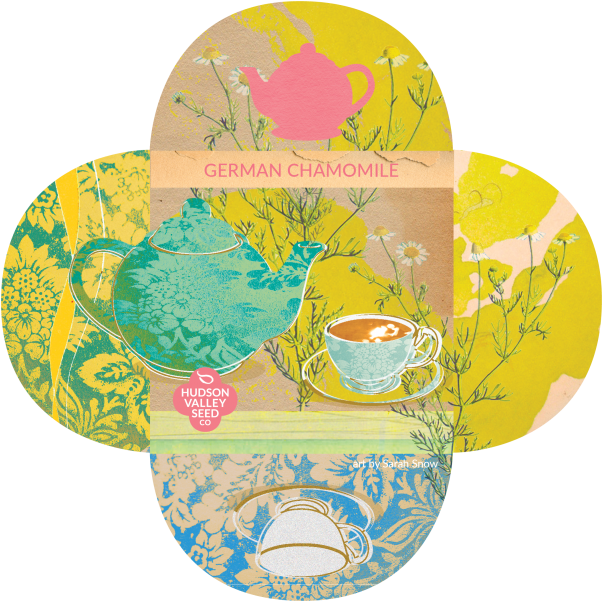 German Chamomile Quatrefoil - Earth (800x600), Png Download