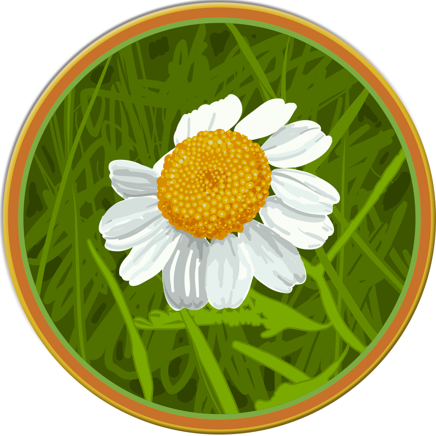 Relaxing Chamomile - Oxeye Daisy (900x900), Png Download