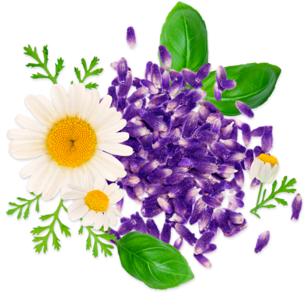 Lavender Chamomile Sticks - Camomile (700x700), Png Download