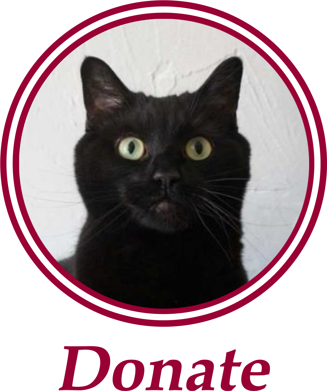 Paws Is An All Volunteer, Non Profit Animal Welfare - Black Cat (1360x1641), Png Download