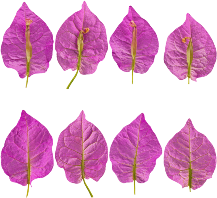 Flower Petals Purple - Plant Stem (900x900), Png Download