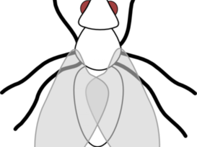 Fly Clipart Black And White - Fly Clip Art (640x480), Png Download