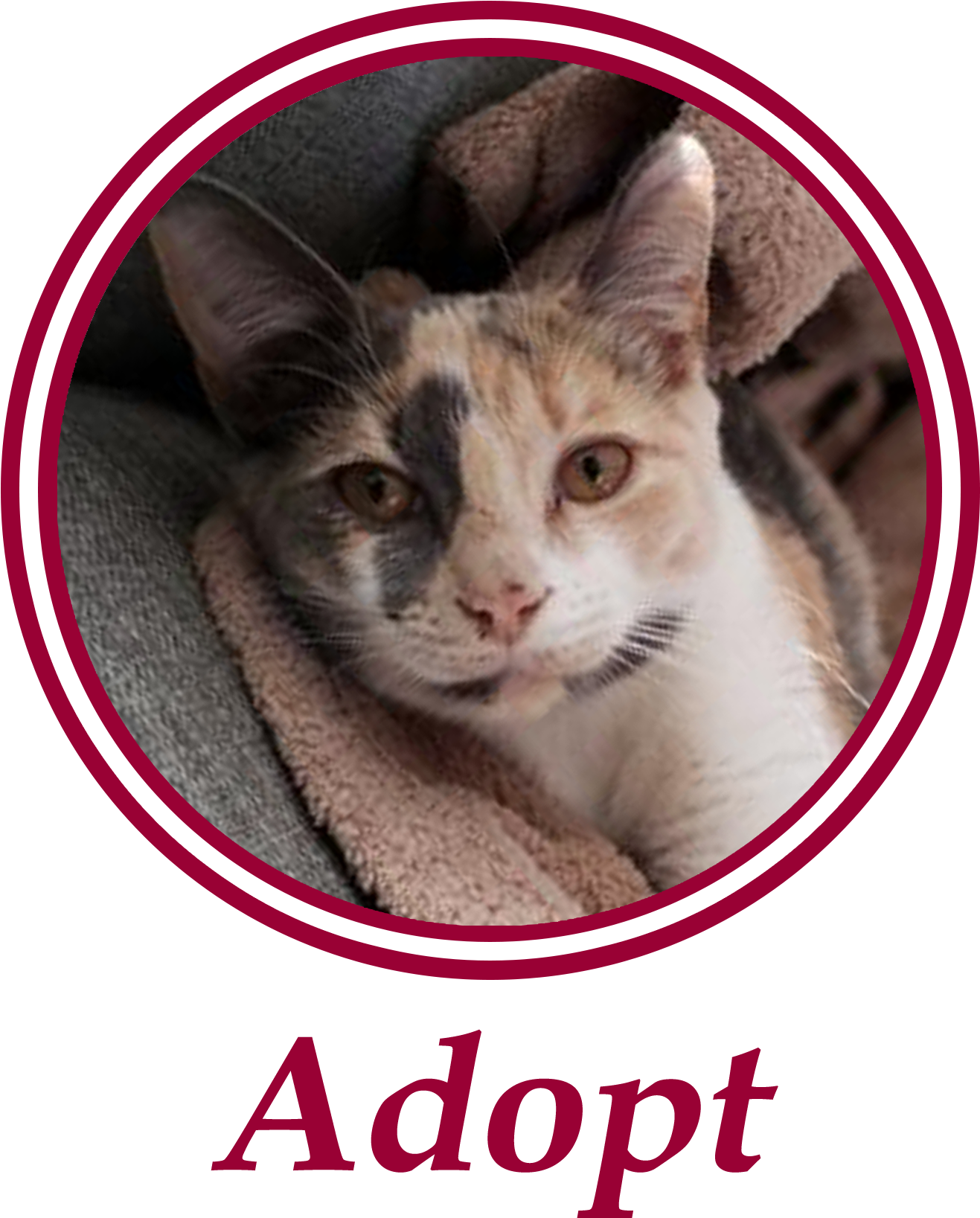 Paws Is An All Volunteer, Non Profit Animal Welfare - Gebodsborden (1360x1641), Png Download