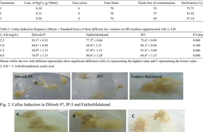 Comparative Callus Induction Frequencies Of Rice Genotypes - Invertebrate (850x554), Png Download