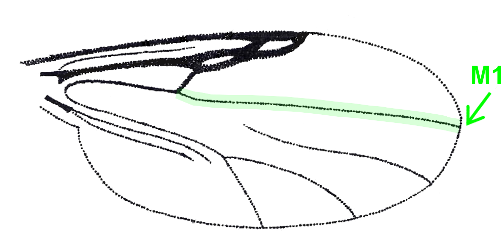 M1, Pale Spot/band Spanning The Vein - Sketch (1024x768), Png Download