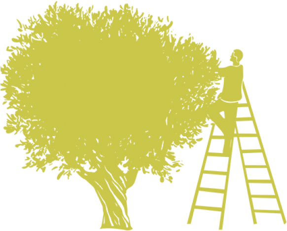 Tree Clipart Clipart Olive Tree - Escabeau En Bois (640x480), Png Download