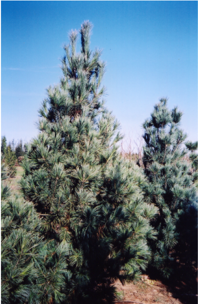 Mexican Pinyon (960x600), Png Download