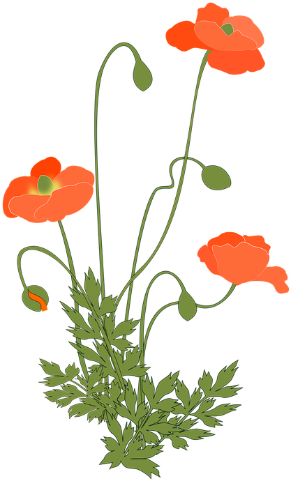 Poppy, Corn Poppy, Flowering Plant, Pink - Coquelicot Plante (495x720), Png Download
