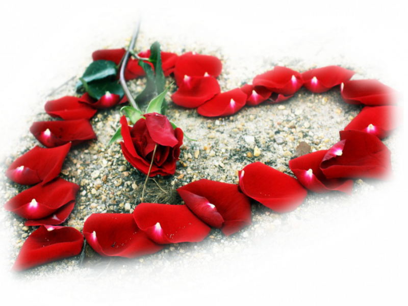 Tubes St Valentin Png - Love Images Of Beautiful Flowers (800x600), Png Download