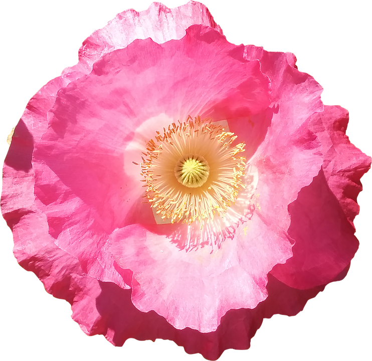 Flower, Poppy, Pink, Summer, Flowers Isolated - Pink Poppy Flower Png (742x720), Png Download