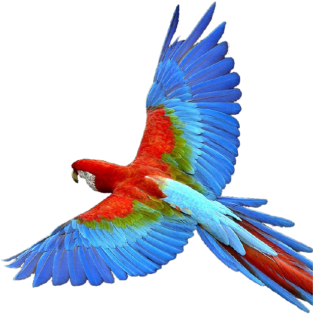 ¡haz Del Amazonas Tu Mejor Aventura - Colorful Birds Flying Png (637x688), Png Download