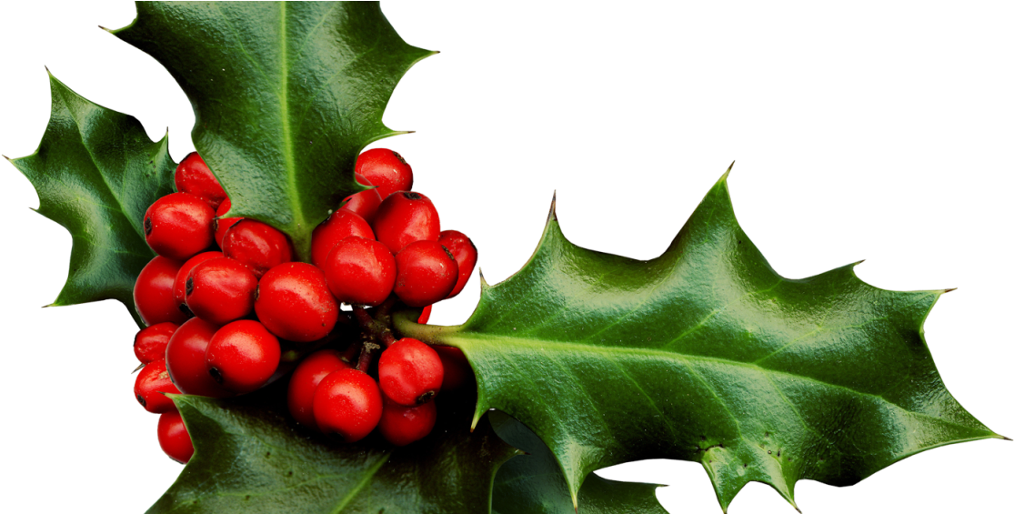 Holly-1204x564 - Clipart Holly Berries Png (1204x564), Png Download