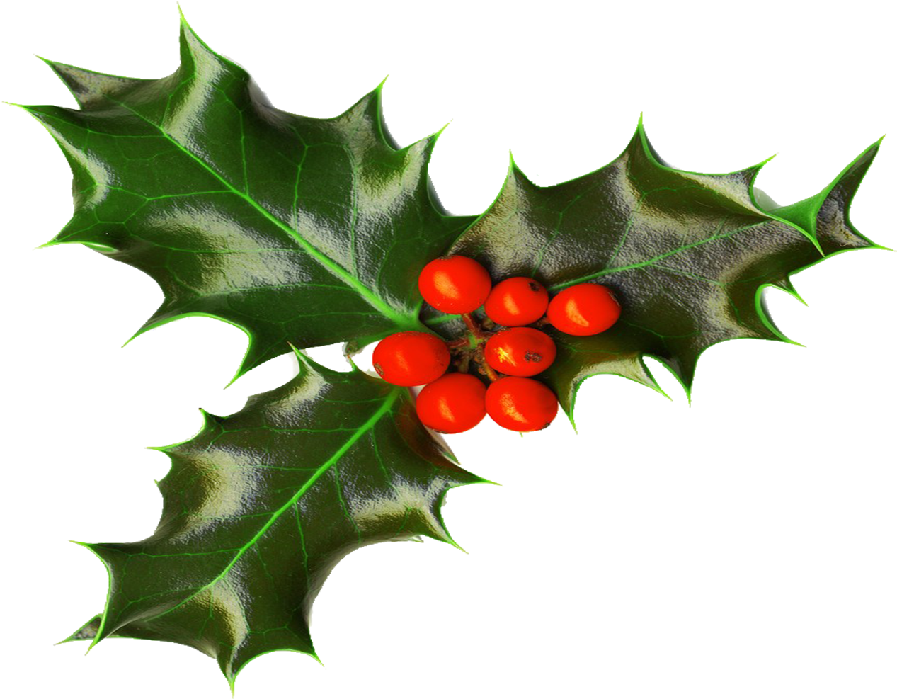 Holly - Holly Png Transparent (1800x1200), Png Download