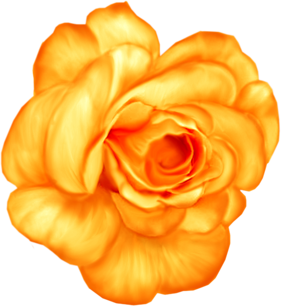 Lavender Roses Png (556x606), Png Download