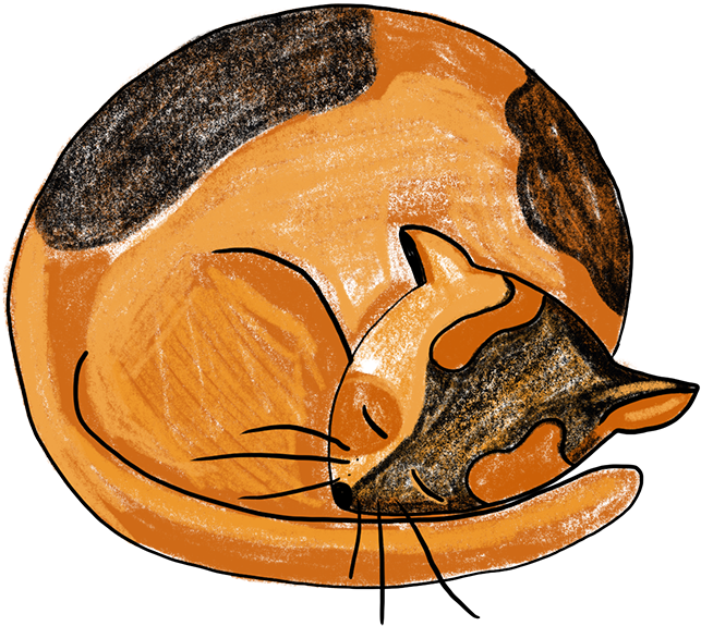 Sleeping Cat Procreate - Illustration (800x600), Png Download