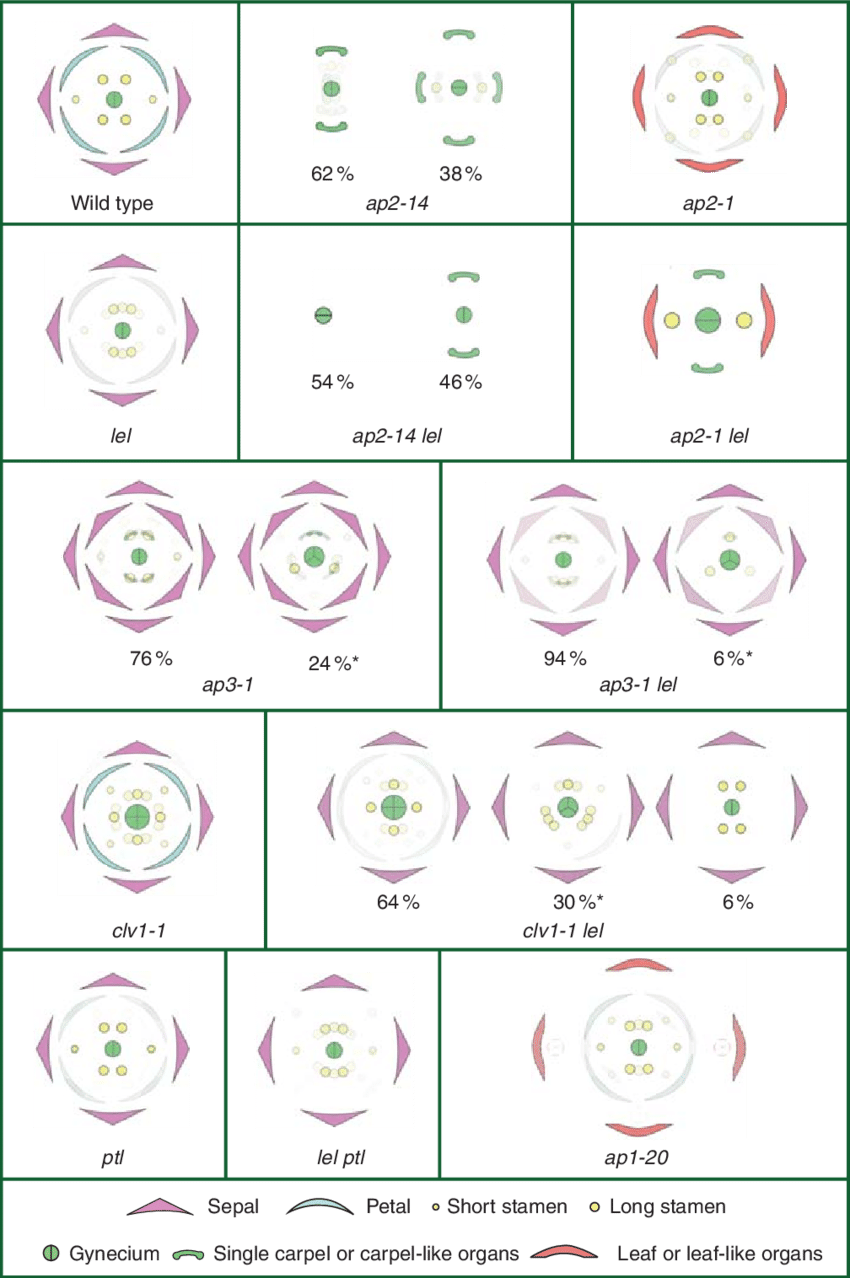 Generalized Floral Diagrams Of Wild Type, Single And - Flower (850x1278), Png Download