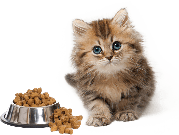 Just Like Other Pets, Cats Are Also Capable To Learn - Kittens Png (703x530), Png Download