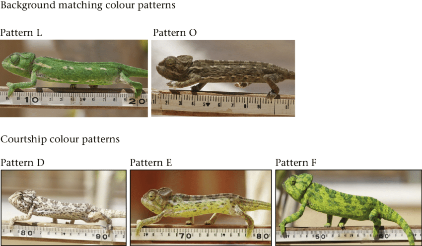 Background Colour Matching Patterns And Courtship Colour - Common Chameleon (850x496), Png Download