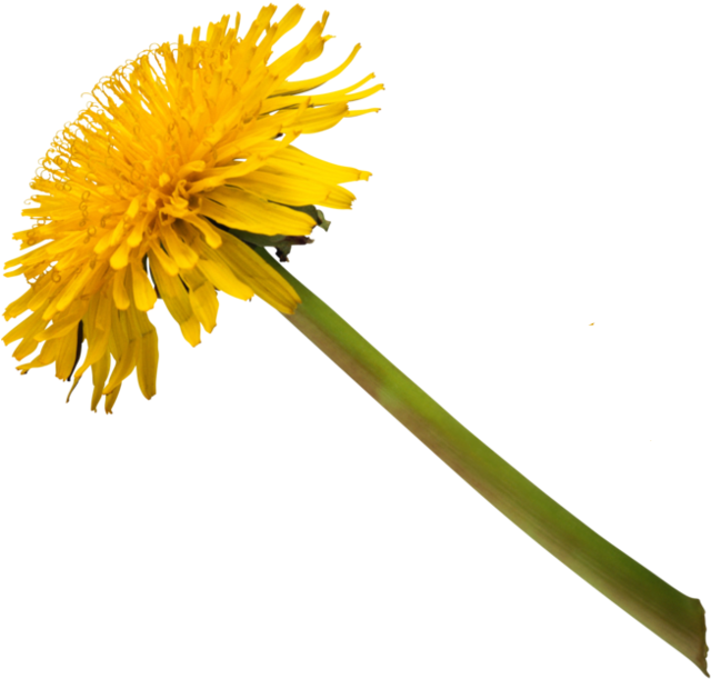 Dandelions - Цветы На Белом Фоне (650x701), Png Download